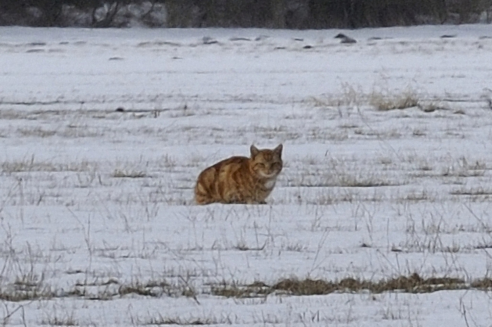 Wildkatze in der Lewitz