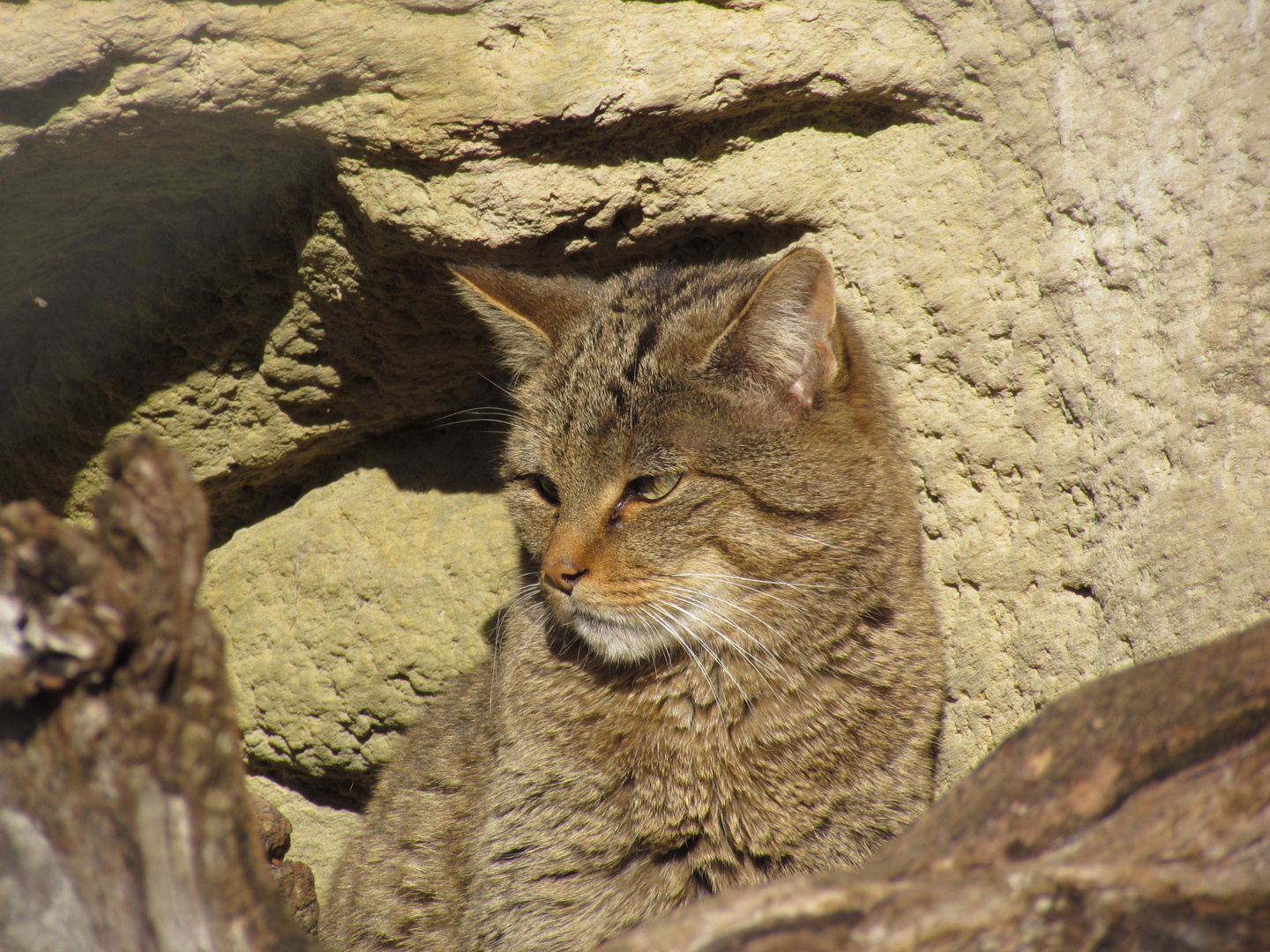 Wildkatze in der Morgensonne