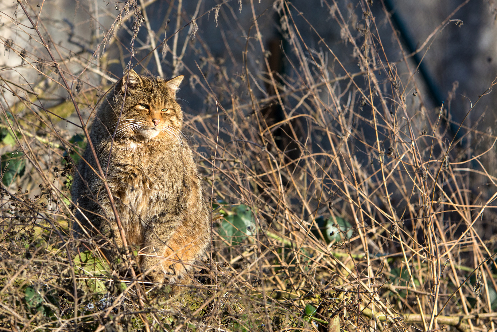 Wildkatze in der Morgensonne