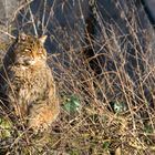 Wildkatze in der Morgensonne