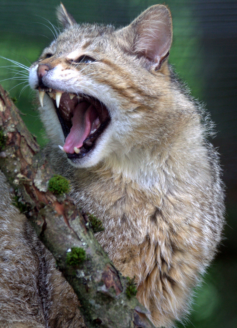 Wildkatze in Grünau im Almtal