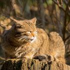 Wildkatze in Lauerstellung