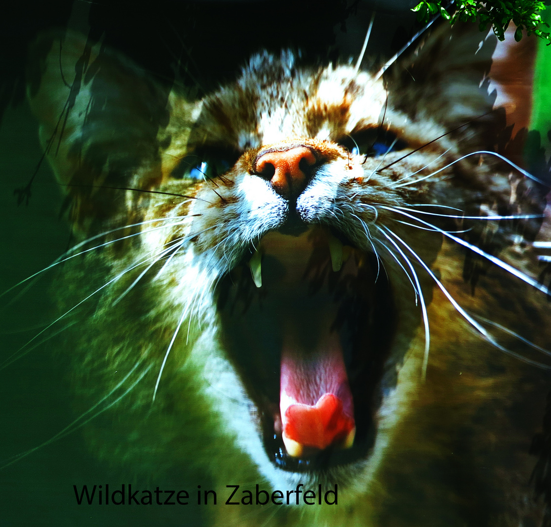 Wildkatze in Zaberfeld