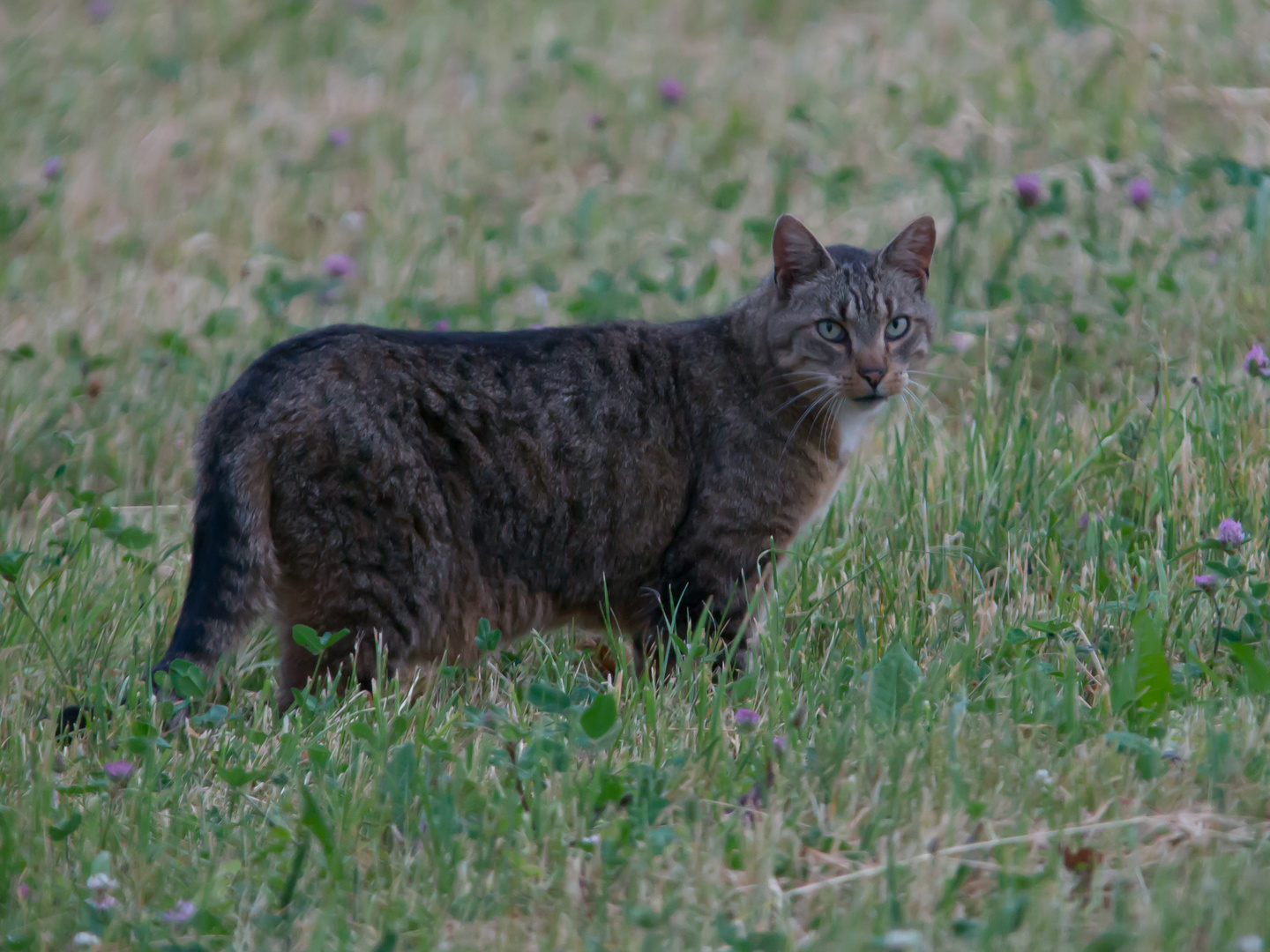 Wildkatze     Juni 2017