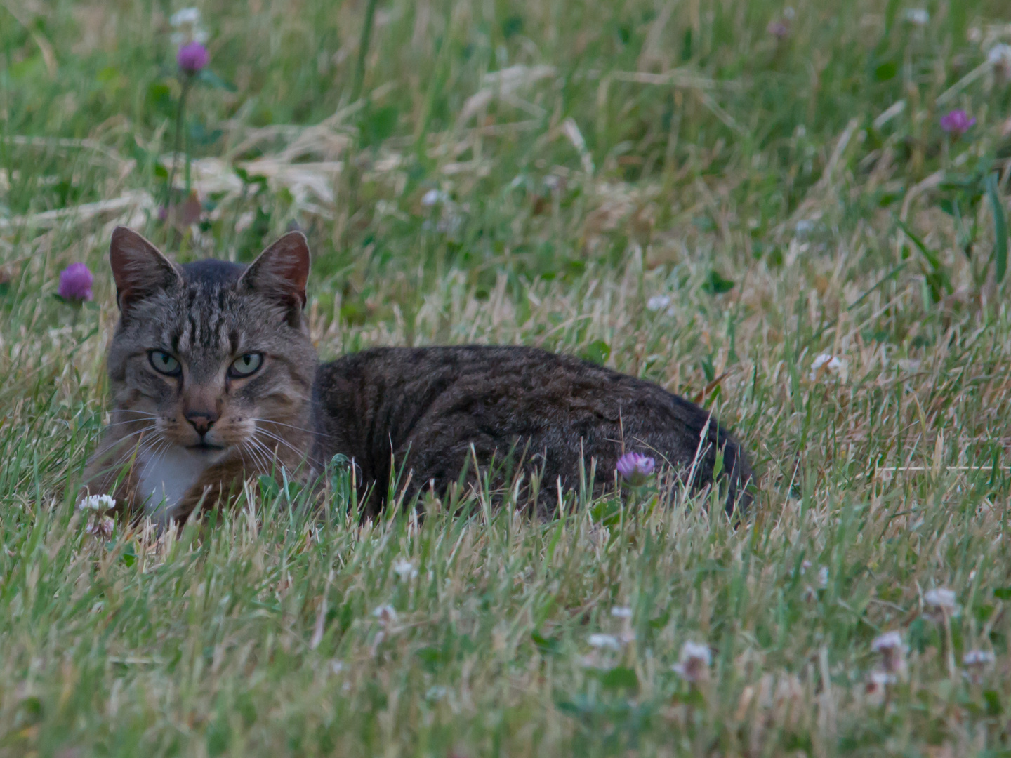 Wildkatze  Juni 2017