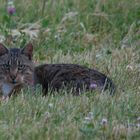 Wildkatze  Juni 2017