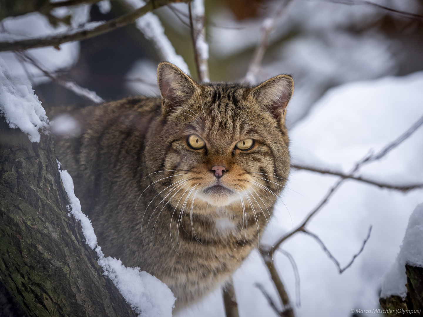 Wildkatze (Kätzin)