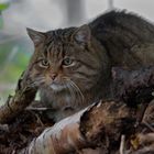 Wildkatze Kater Mikesch