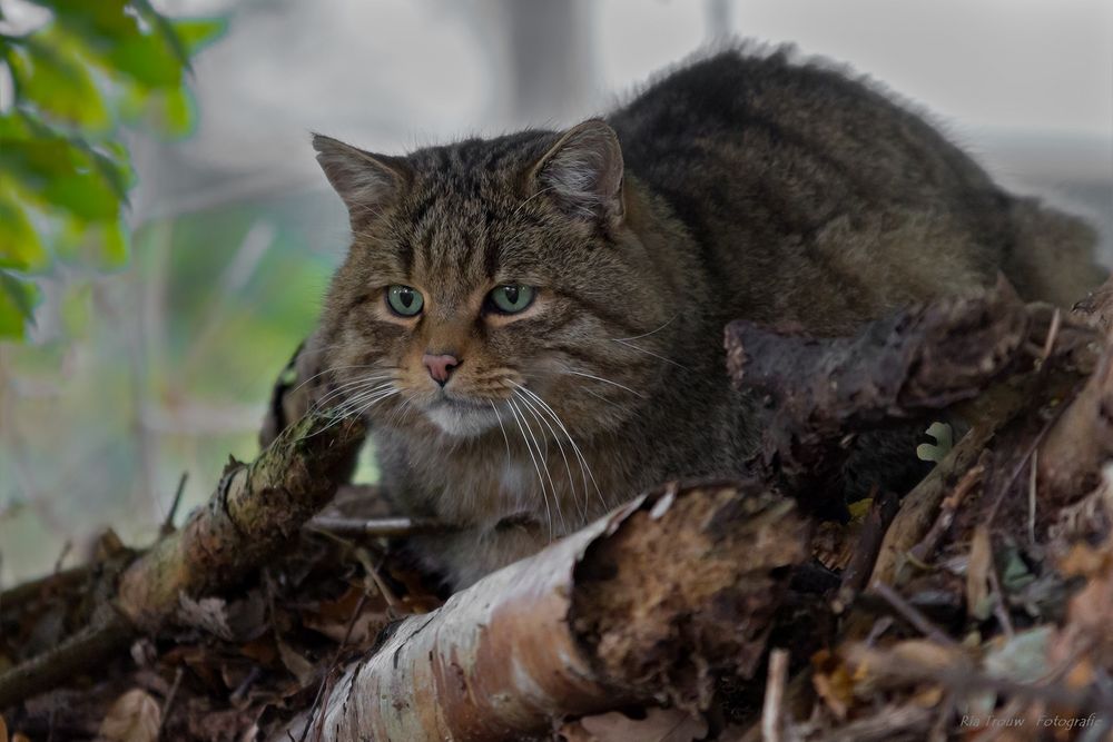 Wildkatze Kater Mikesch