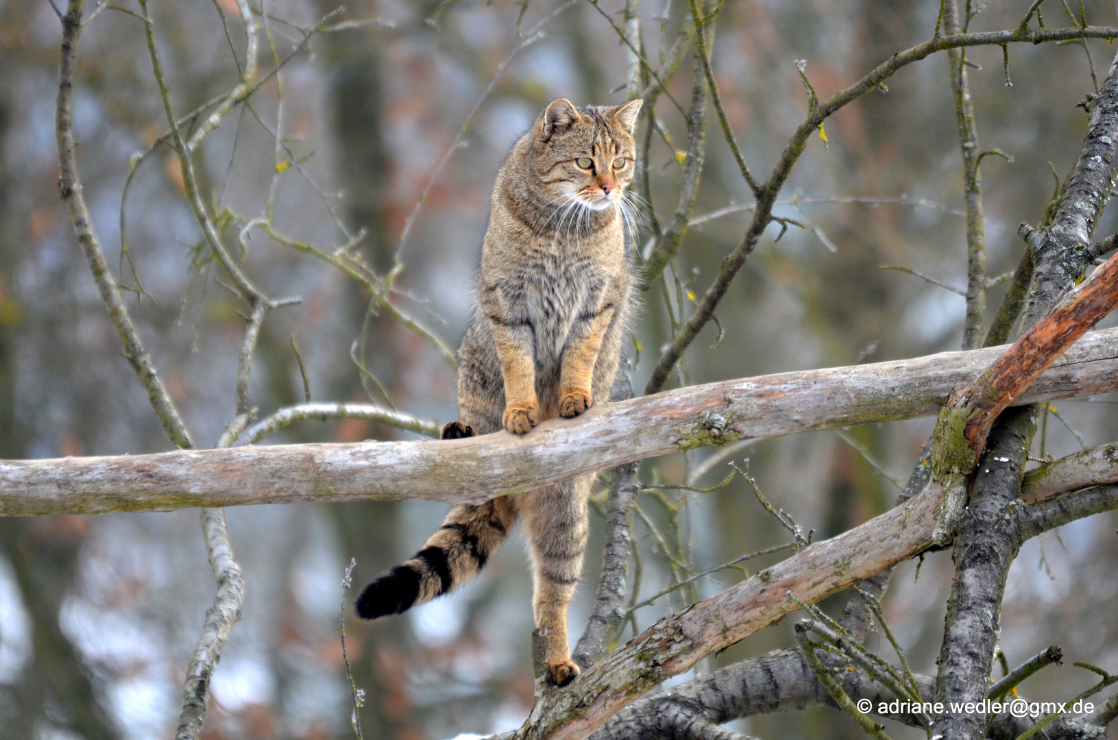 Wildkatze kletternd