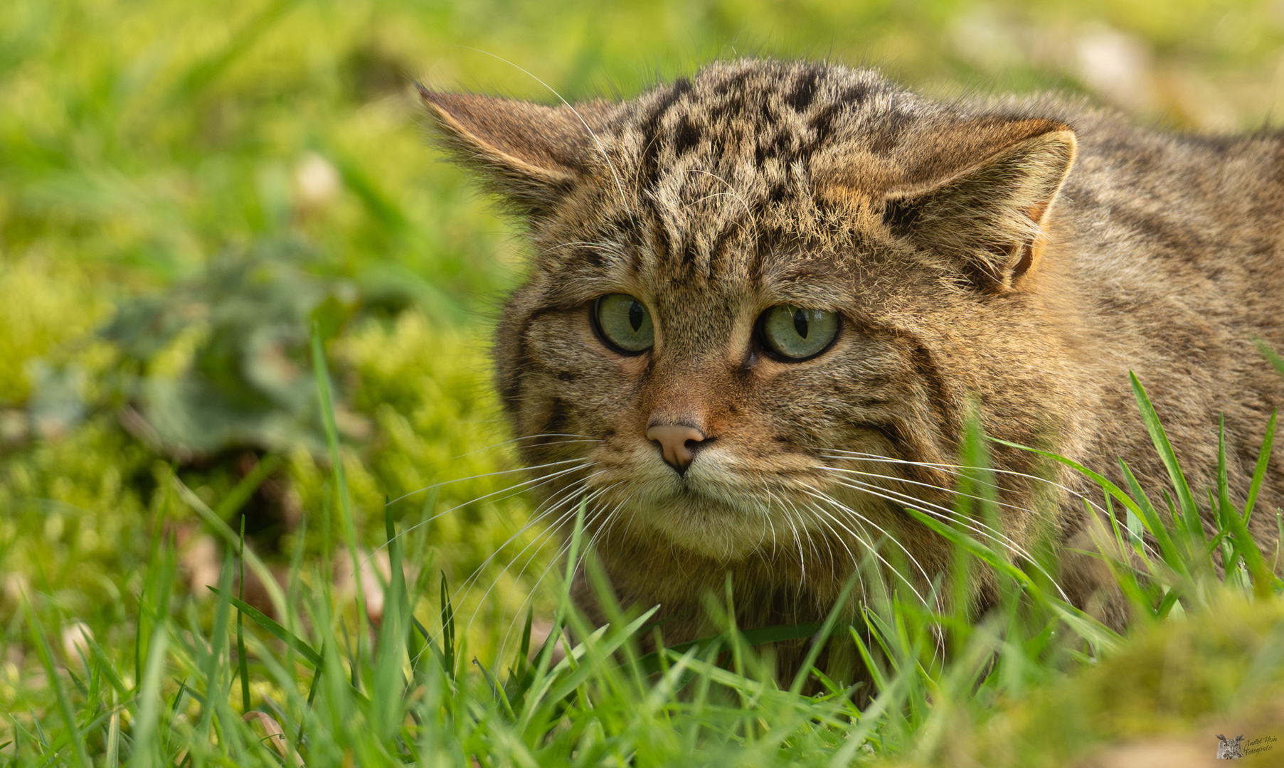 Wildkatze (Kuder) Ich finde ihn bezaubernd.