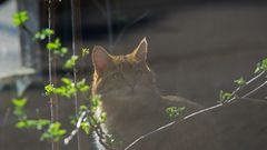 Wildkatze leicht verschleiert