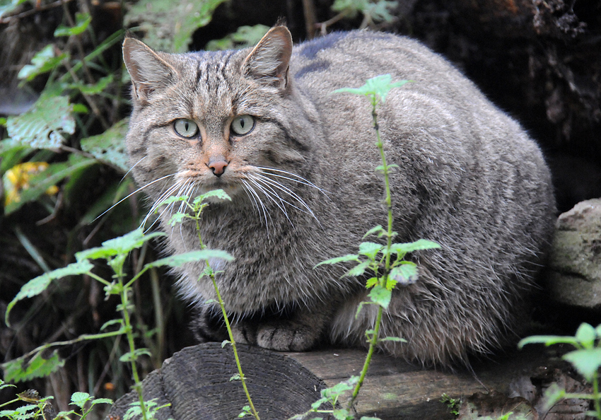 Wildkatze, mal ganz entspannt!