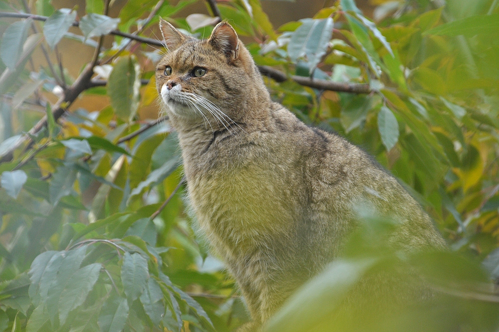 Wildkatze: Meist unsichtbar in der Botanik