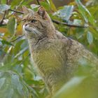 Wildkatze: Meist unsichtbar in der Botanik