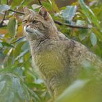 Wildkatze: Meist unsichtbar in der Botanik