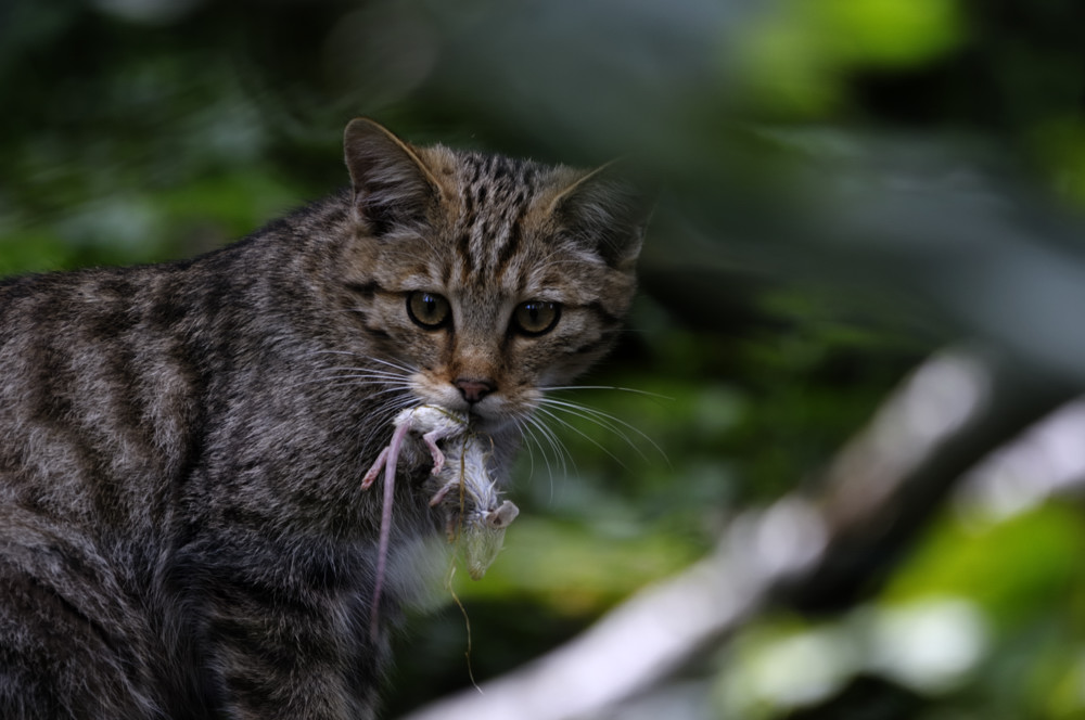 Wildkatze mit Beute