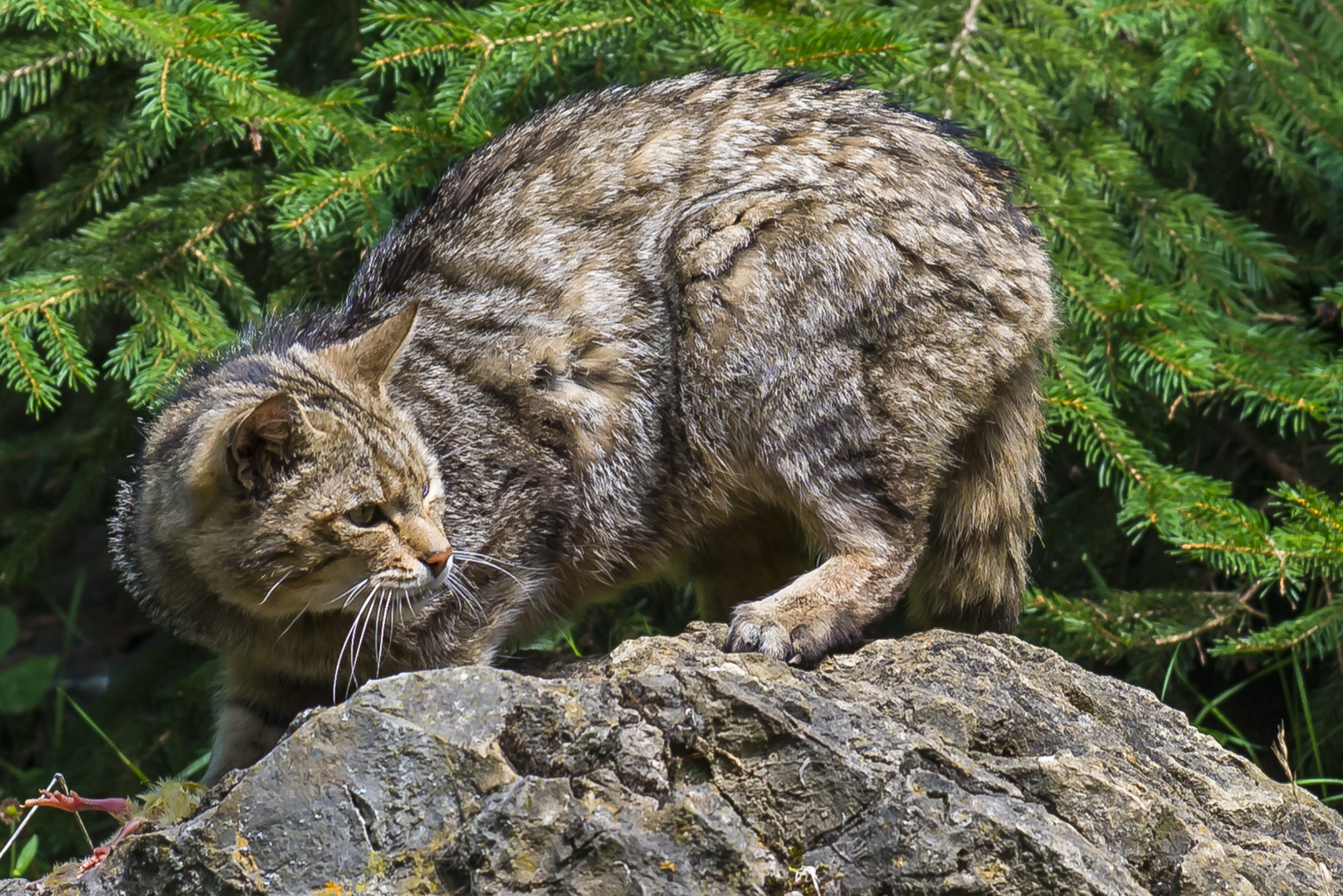 Wildkatze mit Beute