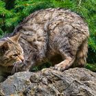 Wildkatze mit Beute