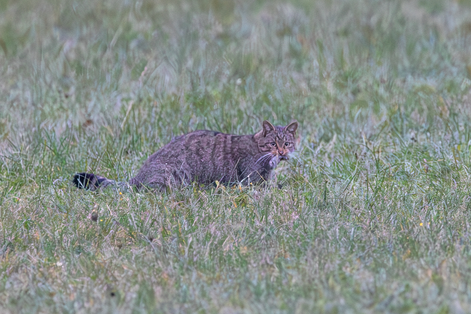 Wildkatze mit Beute