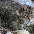 Wildkatze mit filigranem Dekor...