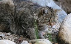 Wildkatze mit filigranem Dekor...