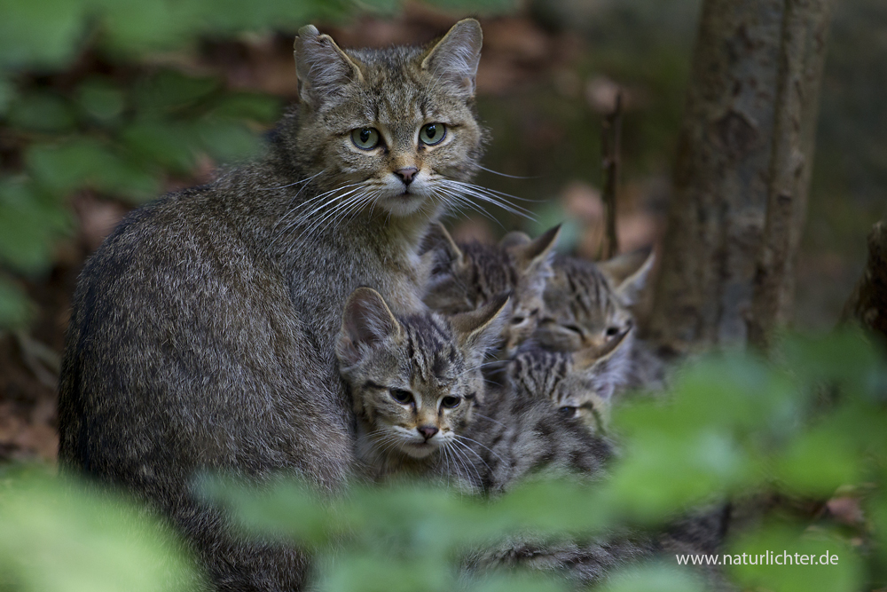 Wildkatze mit Jungen