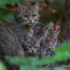 Wildkatze mit Jungen