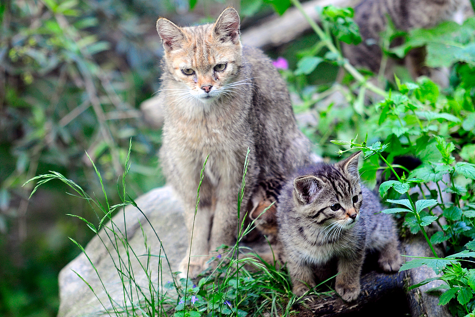 Wildkatze mit Nachwuchs