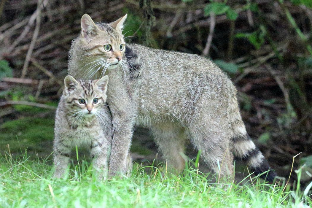 Wildkatze mit Nachwuchs