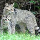 Wildkatze mit Nachwuchs