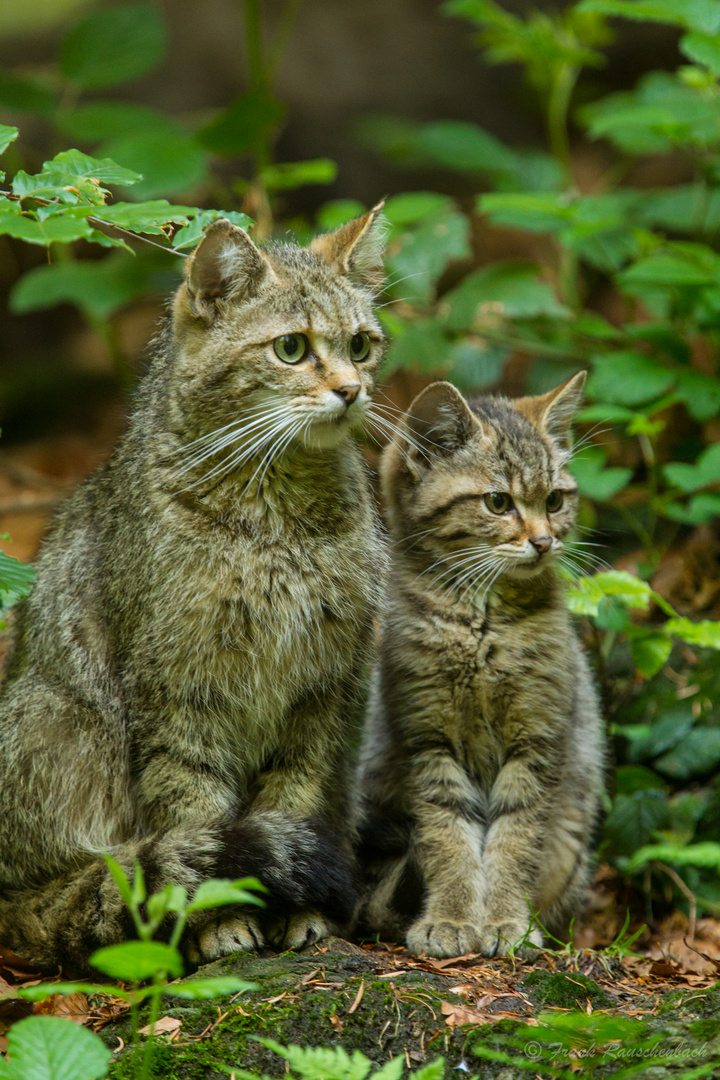 Wildkatze mit Nachwuchs