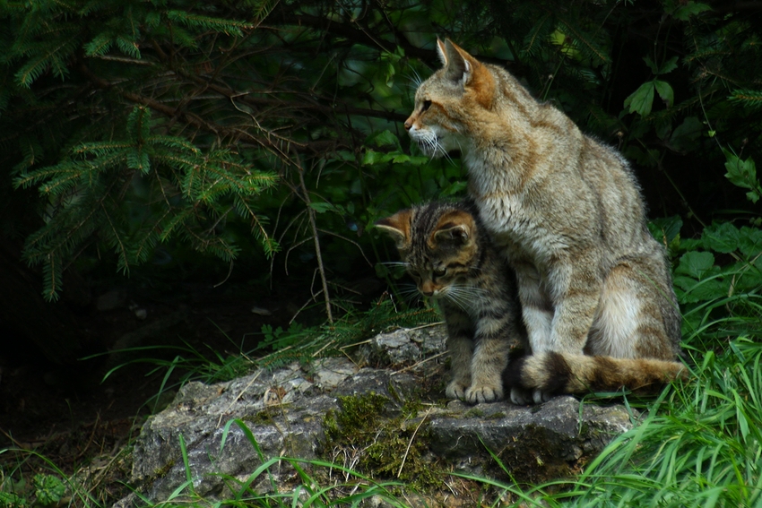 Wildkatze mit Nachwuchs