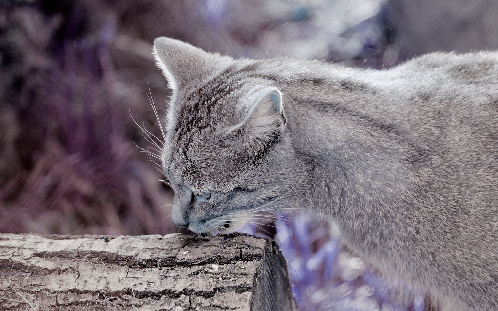 Wildkatze nach dem Mahl