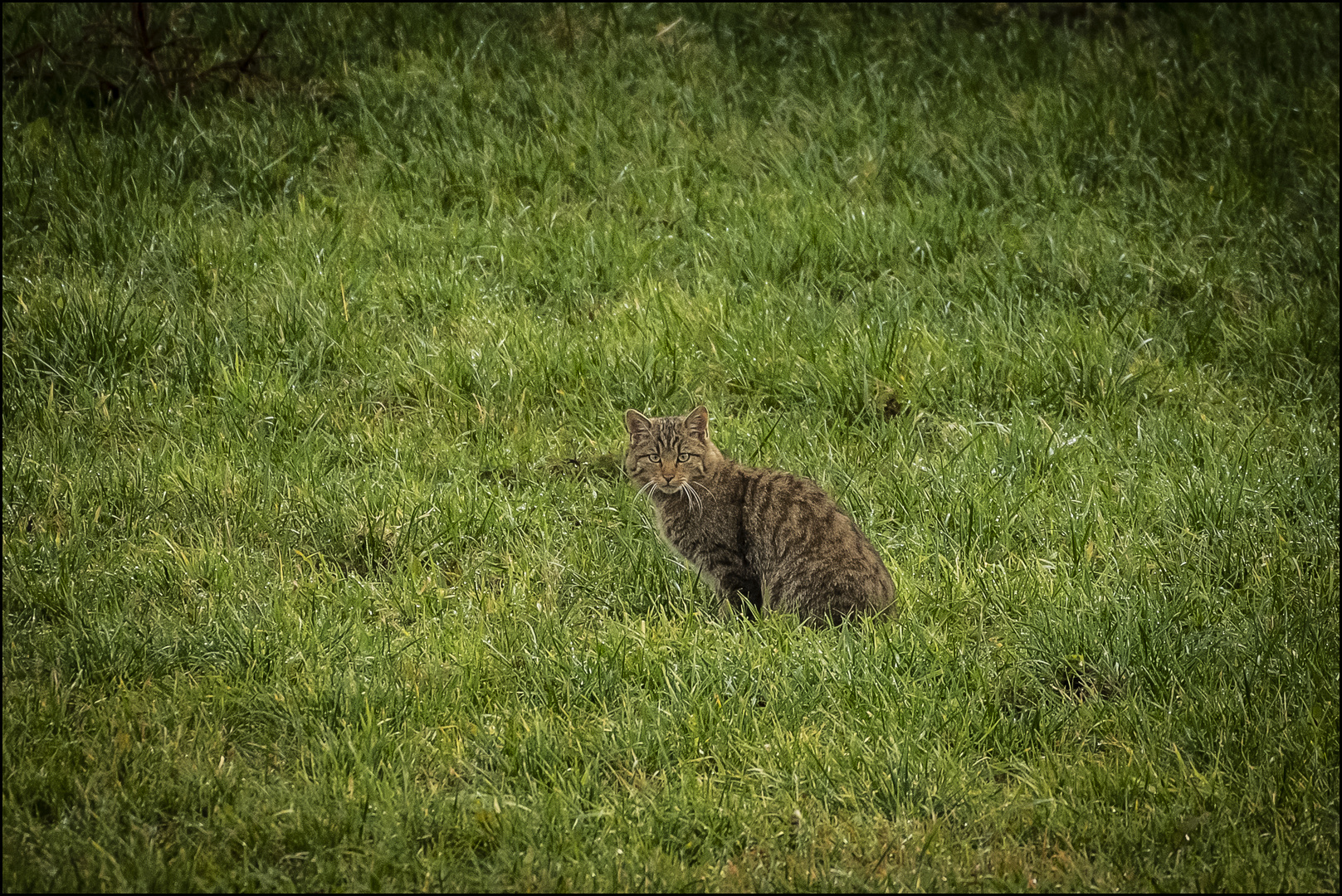 Wildkatze? ...   ...oder...