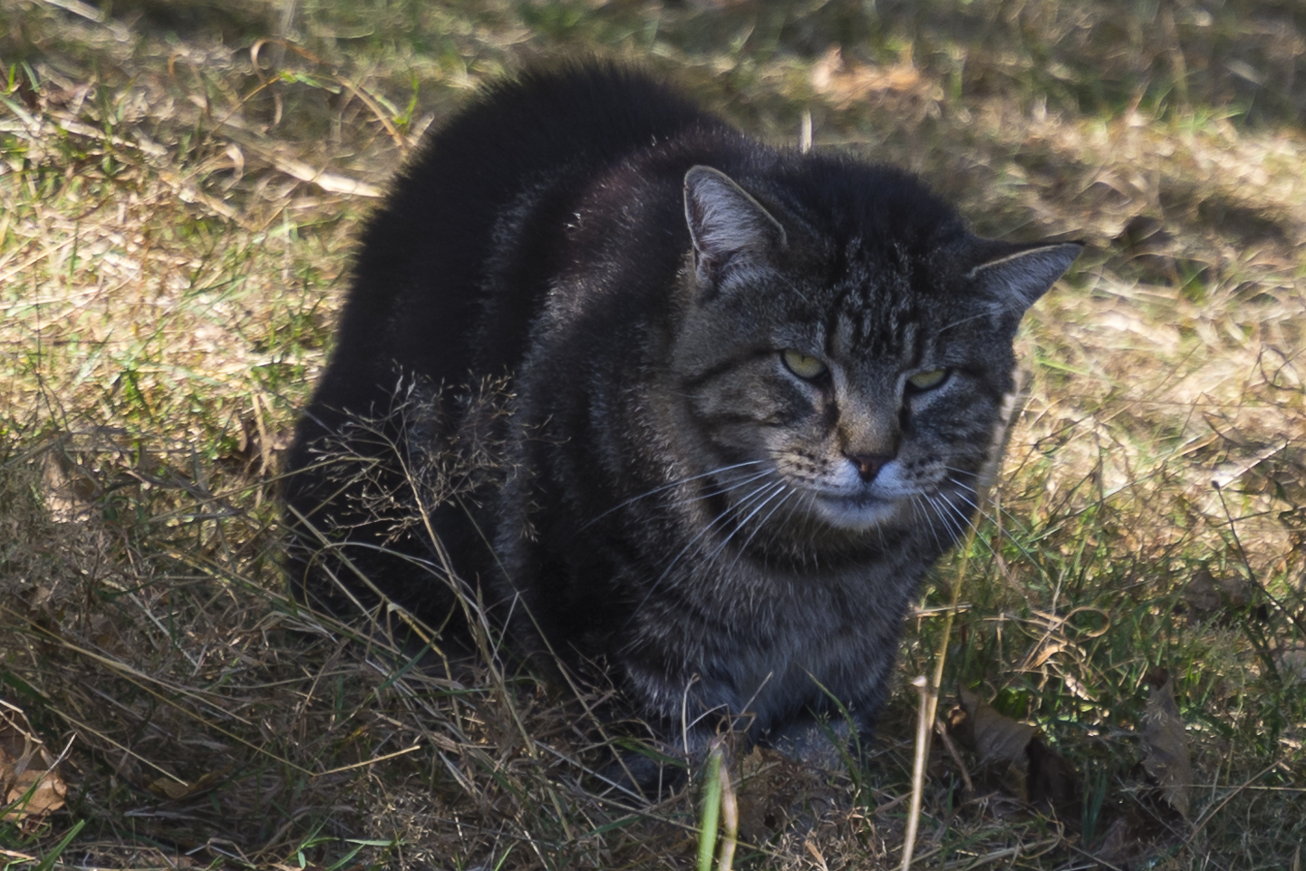 Wildkatze oder verwilderte Hauskatze 1 ?