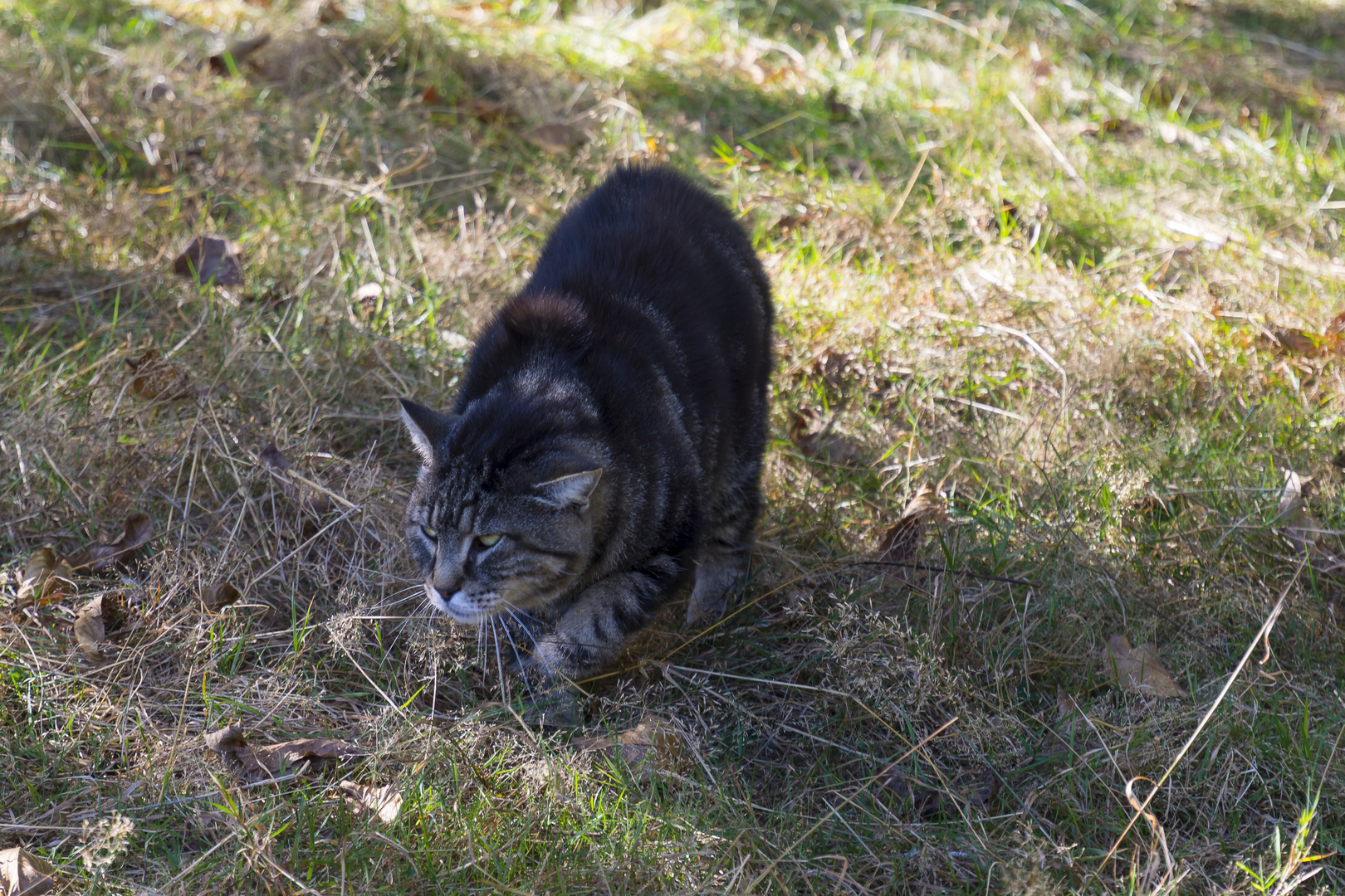 Wildkatze oder verwilderte Hauskatze 2 ? Meinen Hundhat sie sofort angegriffen