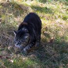 Wildkatze oder verwilderte Hauskatze 2 ? Meinen Hundhat sie sofort angegriffen