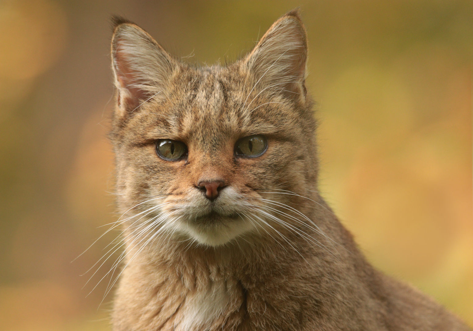 Wildkatze, Porträt