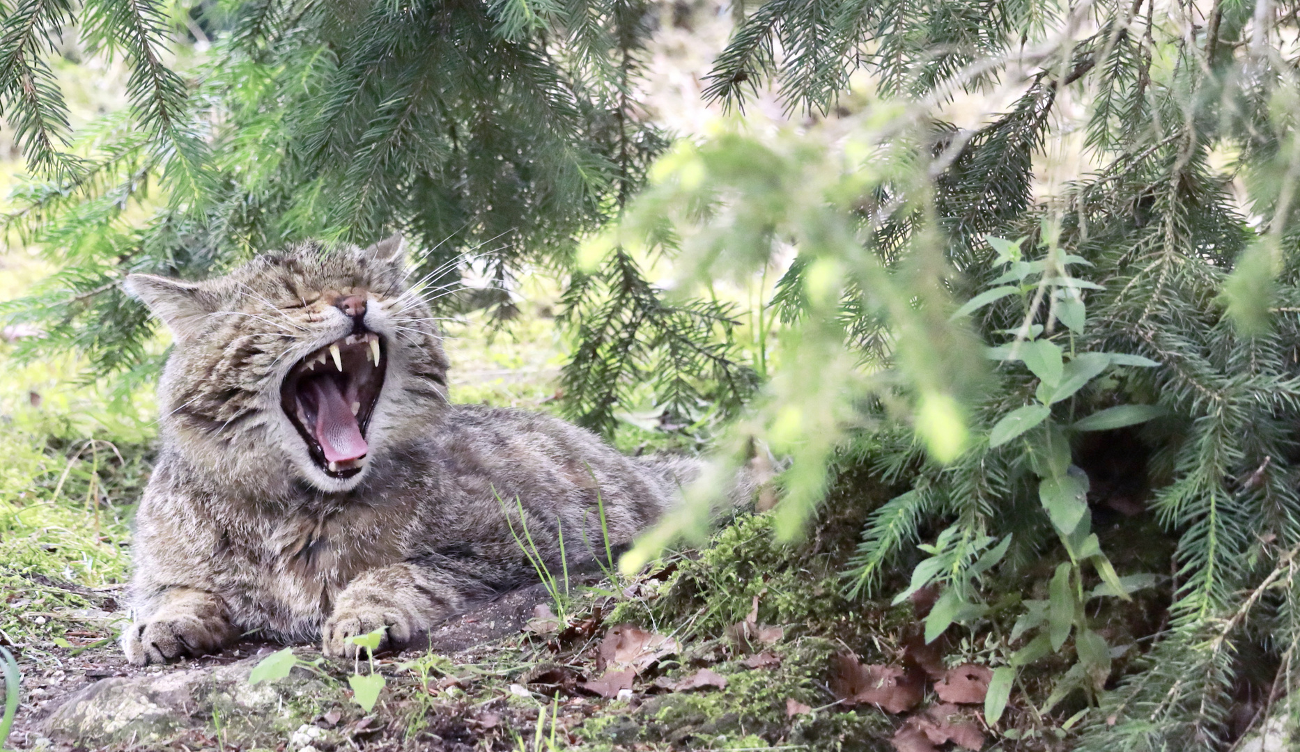 Wildkatze satt und müde