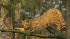 Wildkatze schleicht