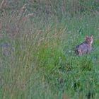 Wildkatze  Sommerabend     dok.