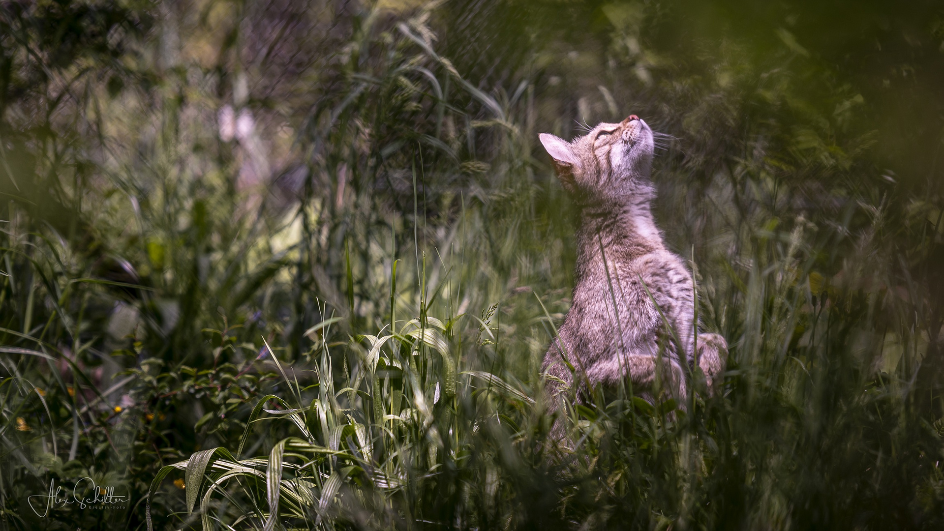 "...Wildkatze spielt Hase..."