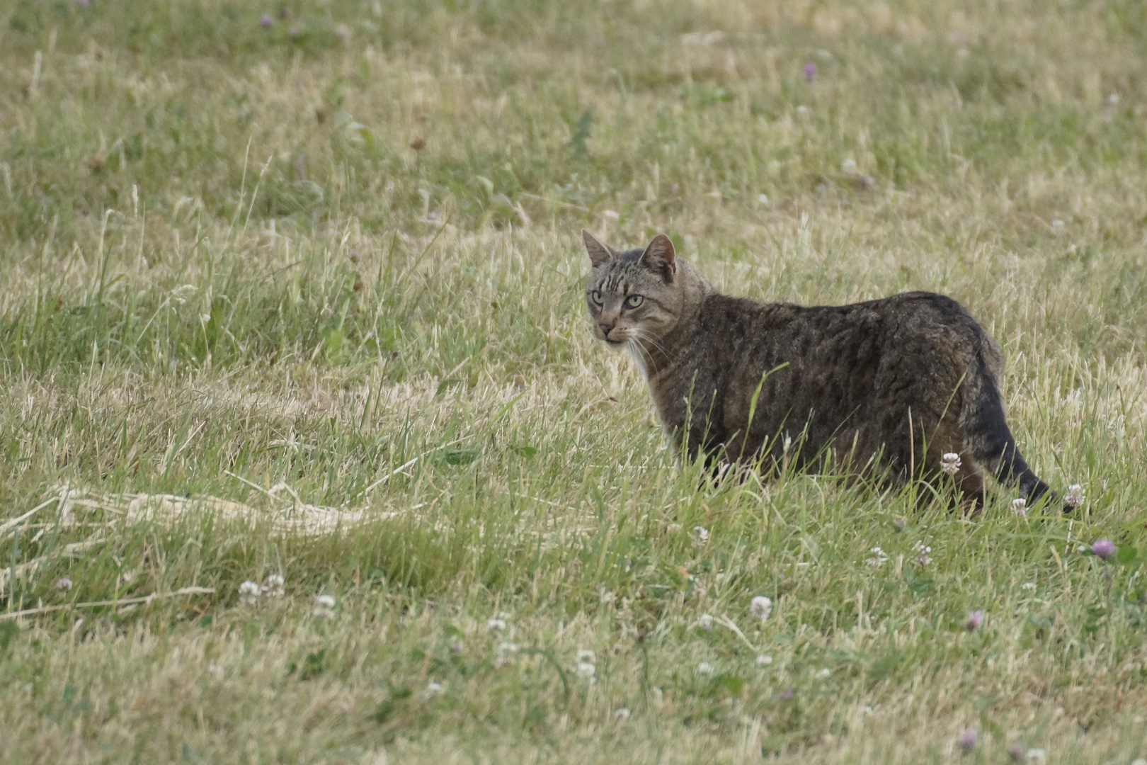 _Wildkatze ,,Tier des Jahres 2018"