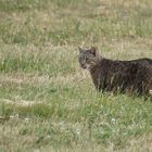 _Wildkatze ,,Tier des Jahres 2018"