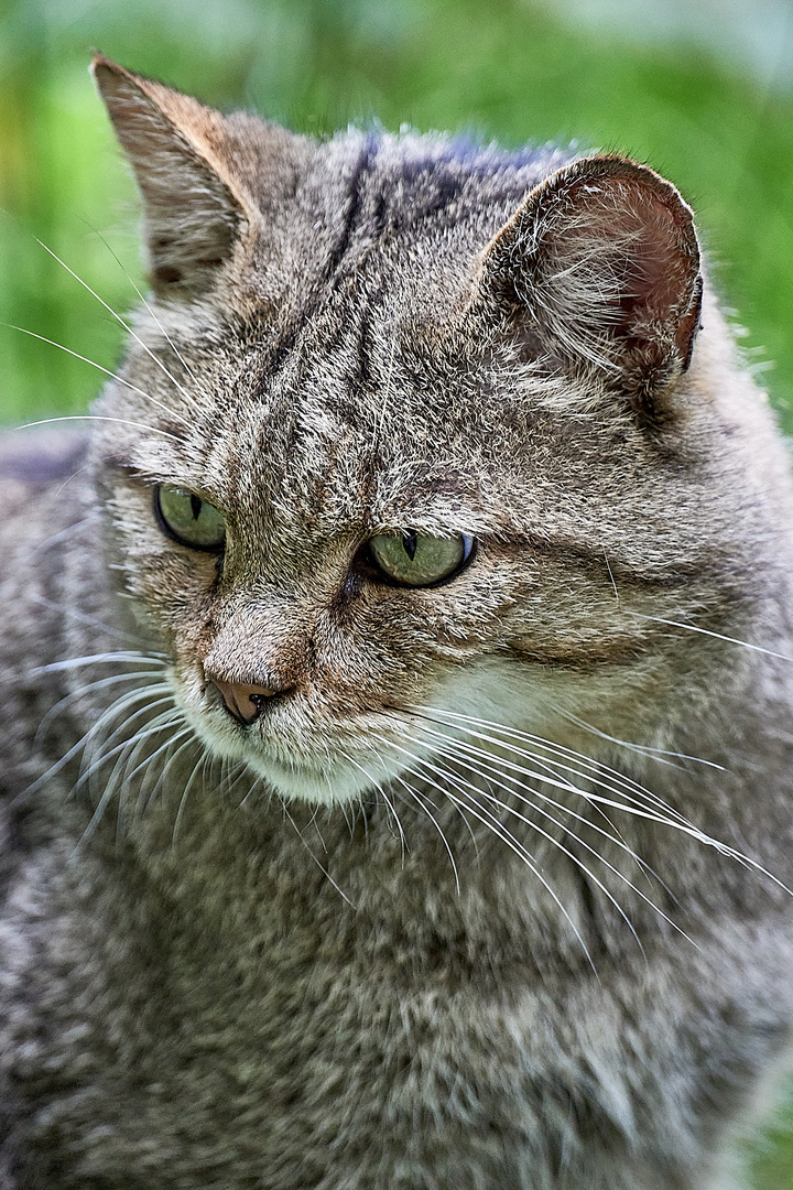 Wildkatze - Tierpark Gangelt