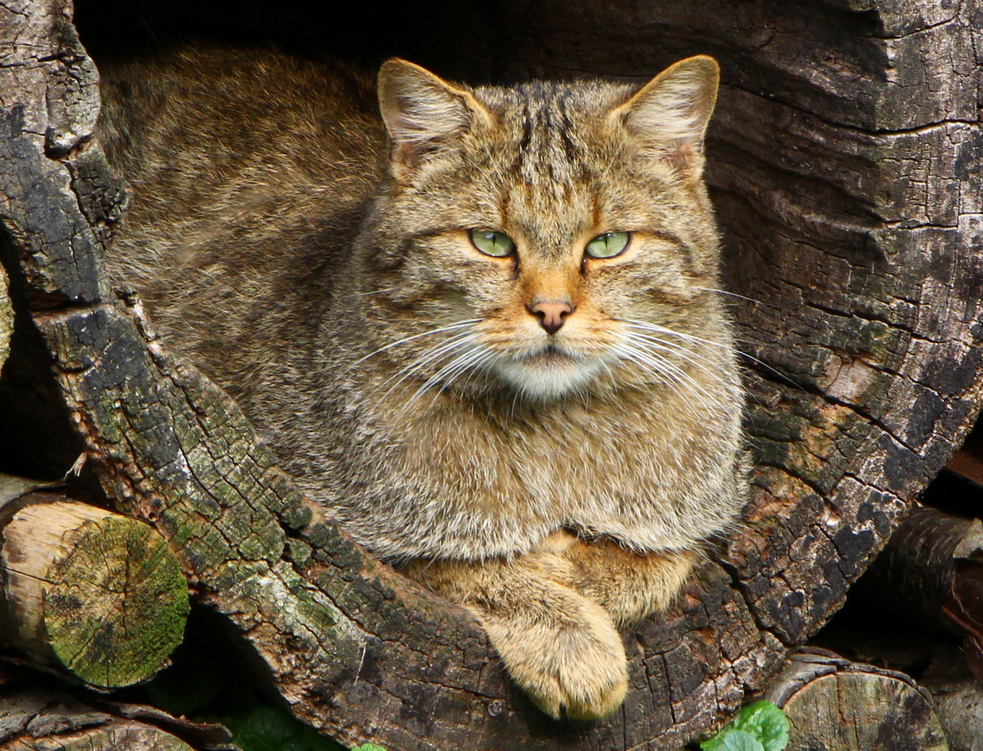 WILDKATZE völlig relaxt