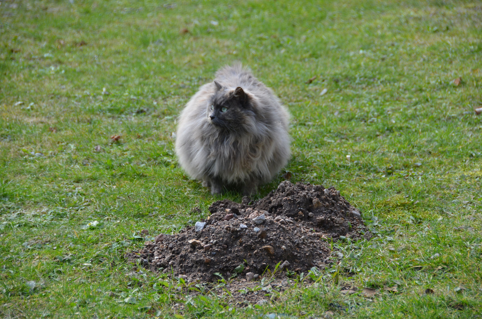 Wildkatze vor dem Maulwurfshügel