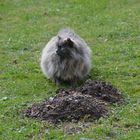 Wildkatze vor dem Maulwurfshügel