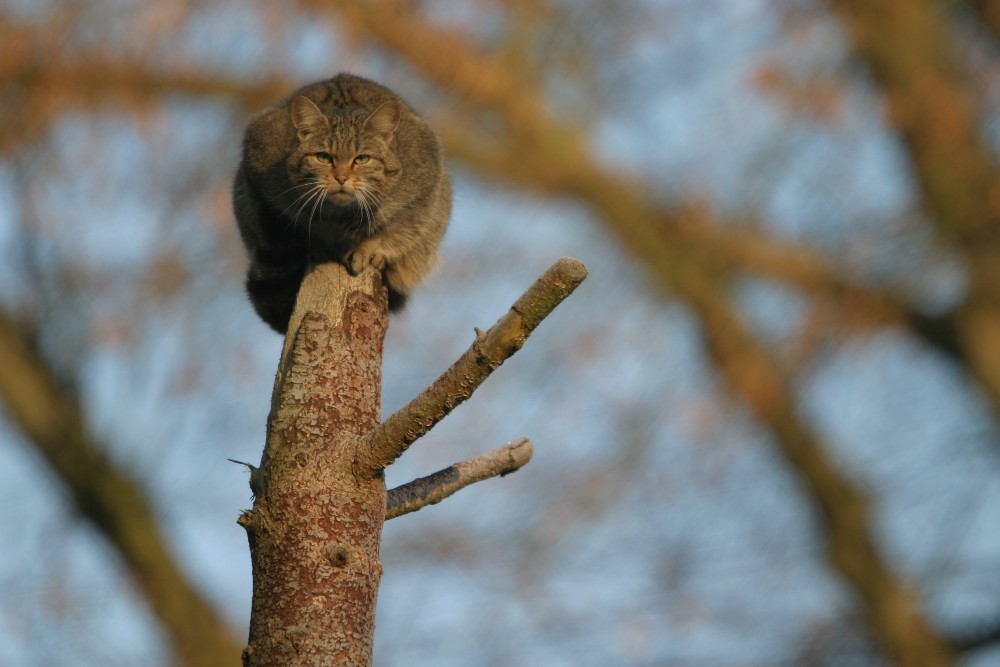 Wildkatze wann gibts jetzt fressen ?